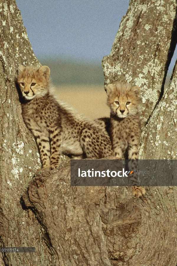 Dos cachorros de guepardo (Acinonyx jubatus) en árbol, Serengeti, Tanzania