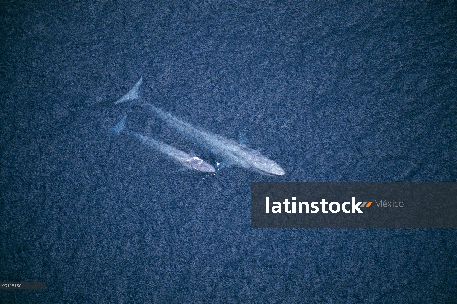 Ballena azul (Balaenoptera musculus) madre y el becerro, canal de Santa Bárbara, California