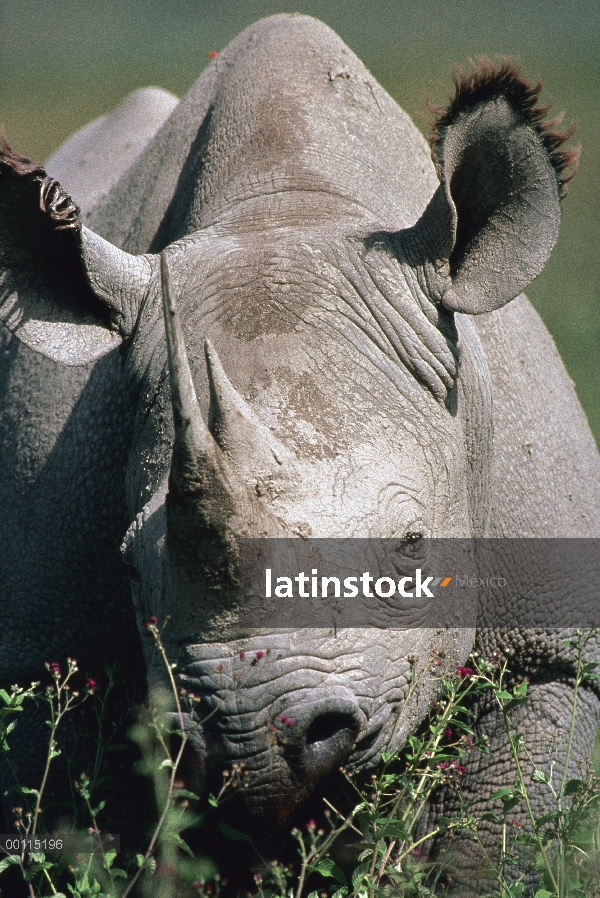 Retrato de rinoceronte negro (Diceros bicornis), Parque Nacional del Serengeti, Tanzania