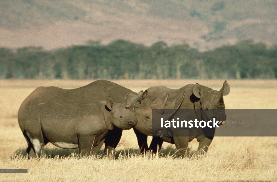 Trío de rinoceronte negro (Diceros bicornis) cráter de Ngorongoro, Tanzania