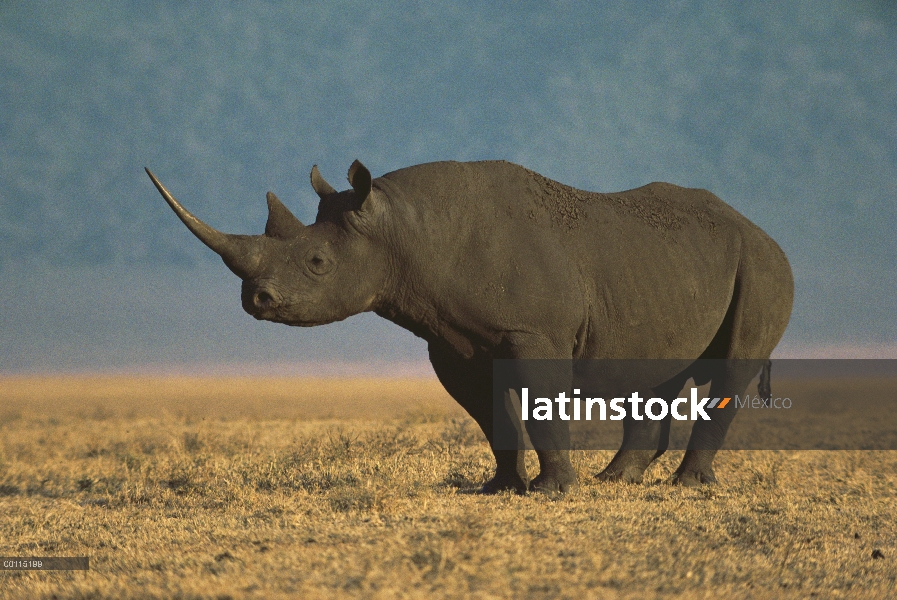 Retrato de rinoceronte negro (Diceros bicornis), cráter del Ngorongoro, Tanzania