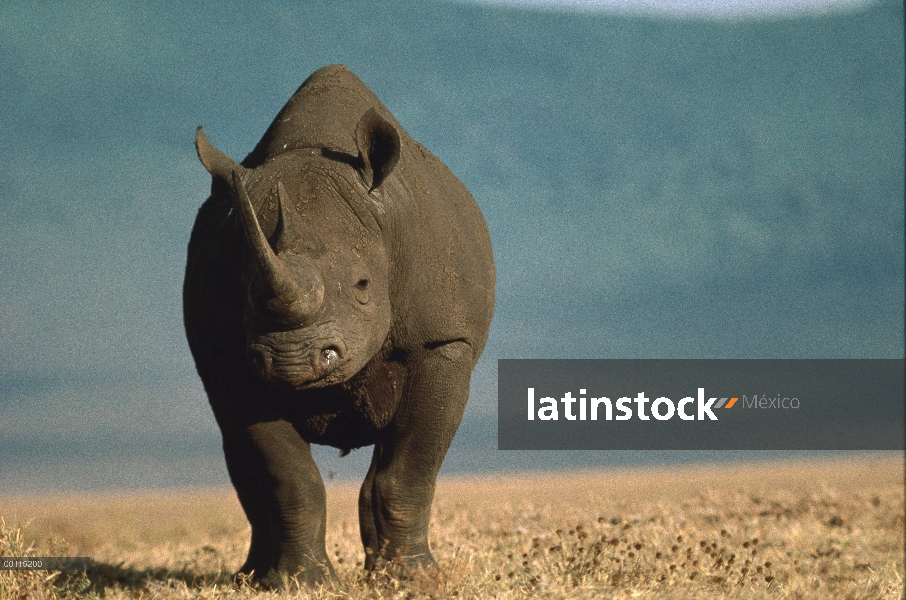 Retrato de rinoceronte negro (Diceros bicornis), cráter del Ngorongoro, Tanzania