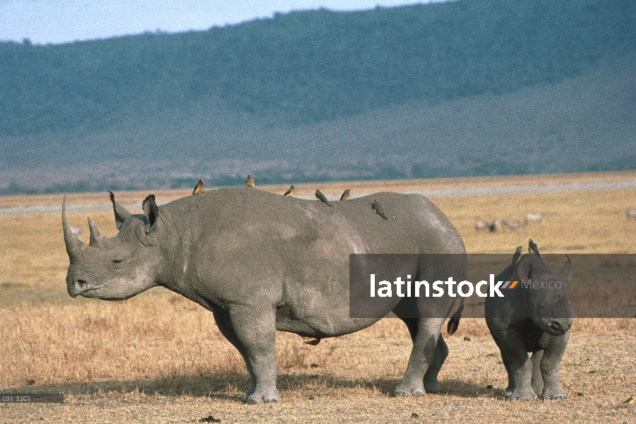 Rinoceronte negro (Diceros bicornis) madre y el bebé con pico rojo Oxpeckers (Buphagus erythrorhynch