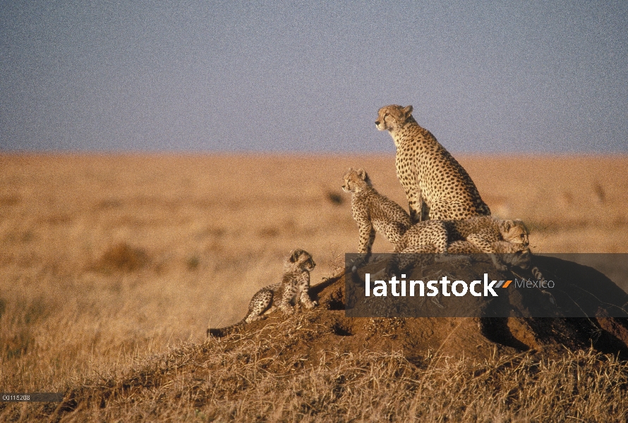 Guepardo (Acinonyx jubatus) madre y cachorros descansando sobre una termita de la Lomita, Serengeti,