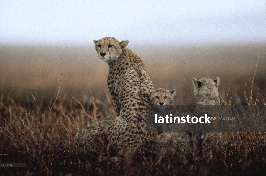 Guepardo (Acinonyx jubatus) a especies vulnerables, madre y cachorros aguantar una tormenta, vulnera