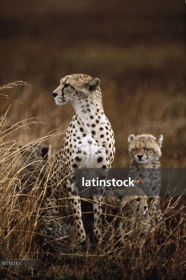 Guepardo (Acinonyx jubatus) madre y cachorros aguantar una tormenta, Serengeti, Tanzania