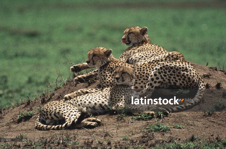 Trío de guepardo (Acinonyx jubatus) en montículos de termitas, Serengeti, Tanzania