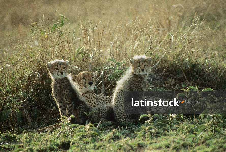 Guepardo (Acinonyx jubatus) madre y cachorros, Serengeti, Tanzania