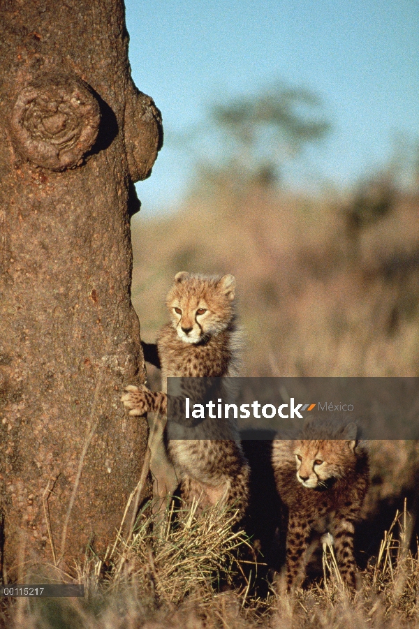 Cachorros de guepardo (Acinonyx jubatus) escondido detrás de un árbol, Serengeti, Tanzania