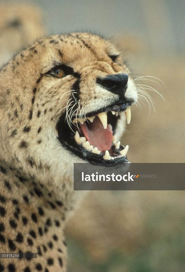 Guepardo (Acinonyx jubatus) gruñendo, Serengeti, Tanzania