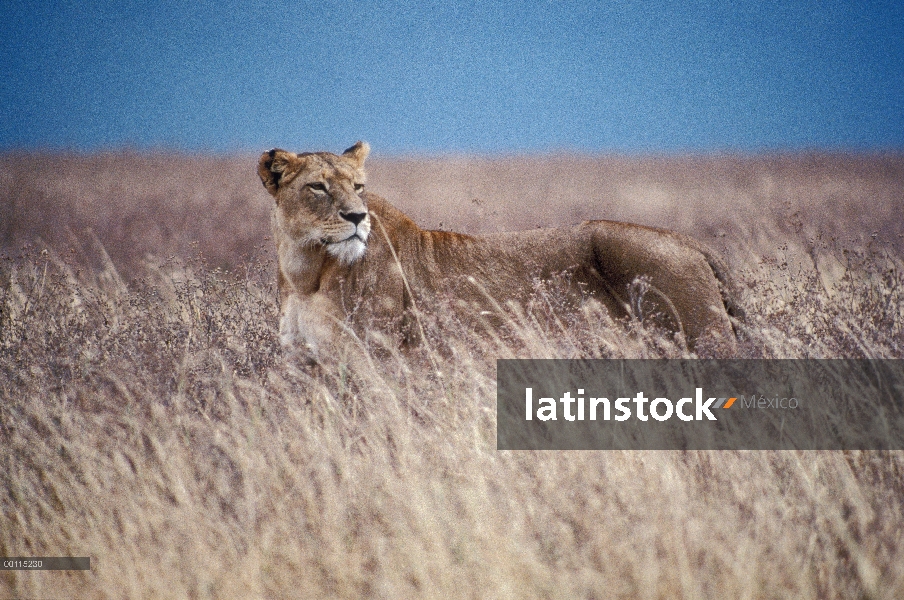 Pie de León africano (Panthera leo) en hierba alta, Parque Nacional del Serengeti, Tanzania