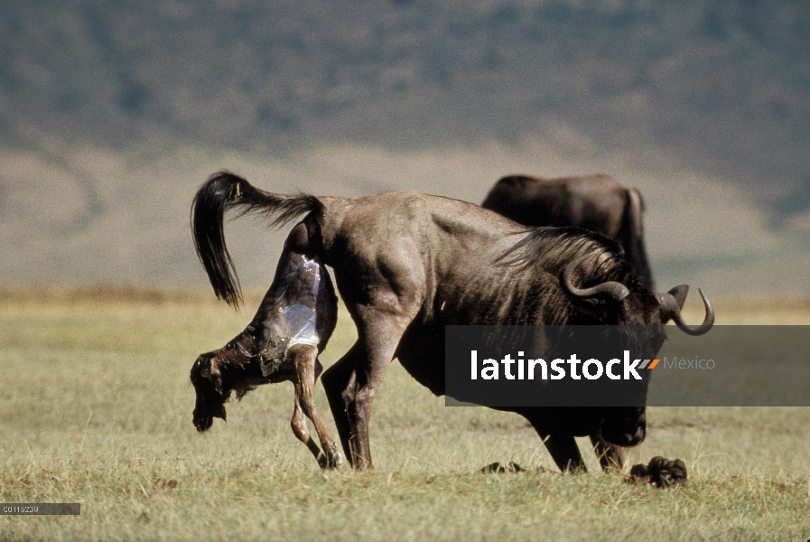 Wildebeest azul (taurinus de Connochaetes) madre dar a luz, Serengeti