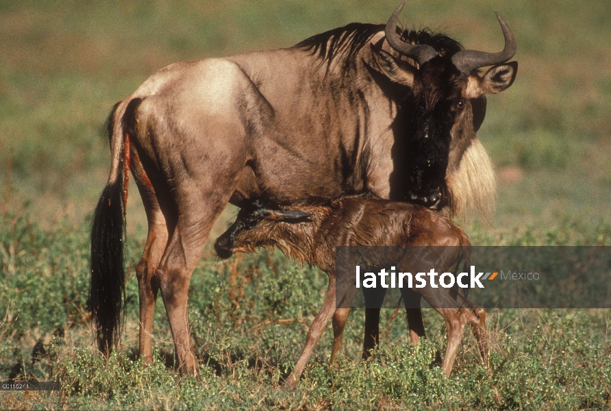 Azul ñu (Connochaetes taurinus) madre y el recién nacido, Serengeti