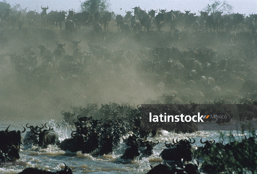 Wildebeest azul (taurinus de Connochaetes) manada río de paso durante la migración, Serengeti