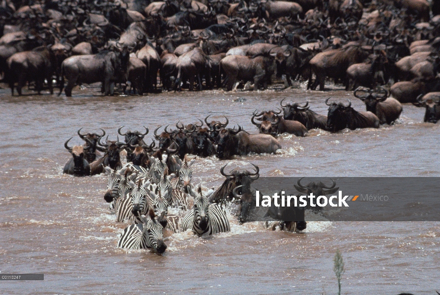 Wildebeest azul (taurinus de Connochaetes) de la manada con el río de cruce de Burchell cebra (Equus