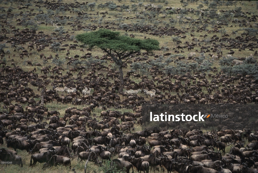 Wildebeest azul (taurinus de Connochaetes) de la manada con el río de cruce de Burchell cebra (Equus