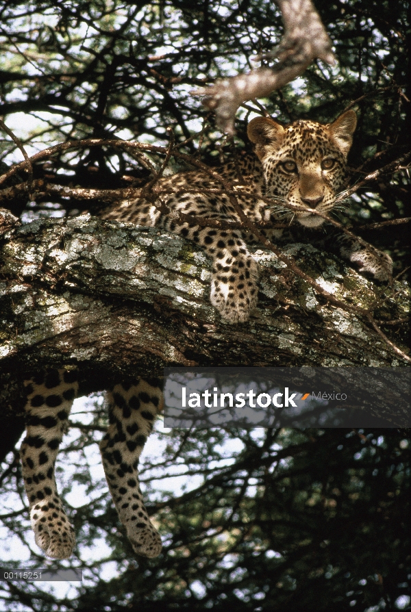 Leopardo (Panthera pardus) descansando en el árbol, Parque Nacional del Serengeti, Tanzania