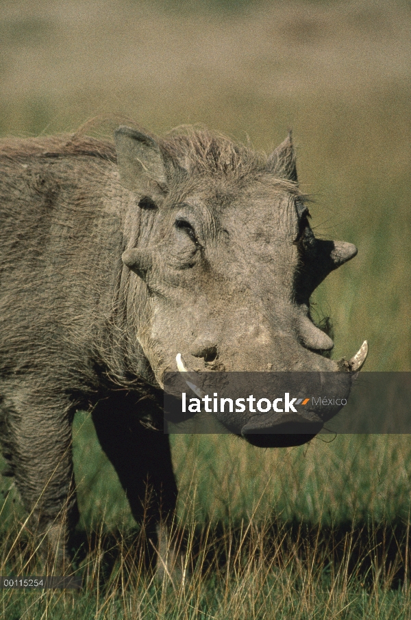 Retrato de Warthog (Phacochoerus africanus), Parque Nacional del Serengeti, Tanzania