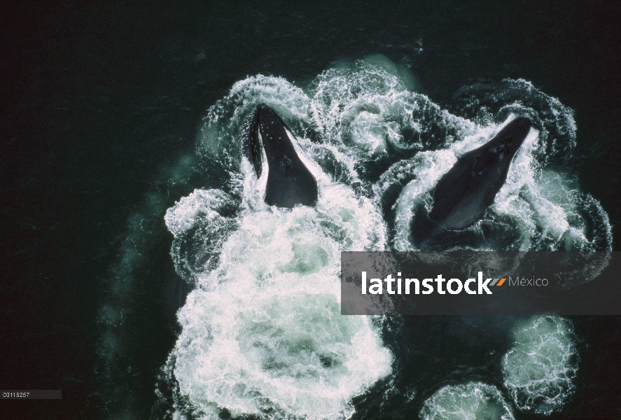 Ballena jorobada (Megaptera novaeangliae) cooperativa de grupo alimentación, Alaska