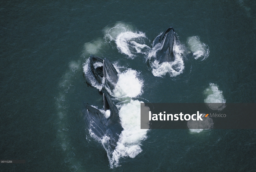 Ballena jorobada (Megaptera novaeangliae) grupo burbuja alimentación red, Alaska