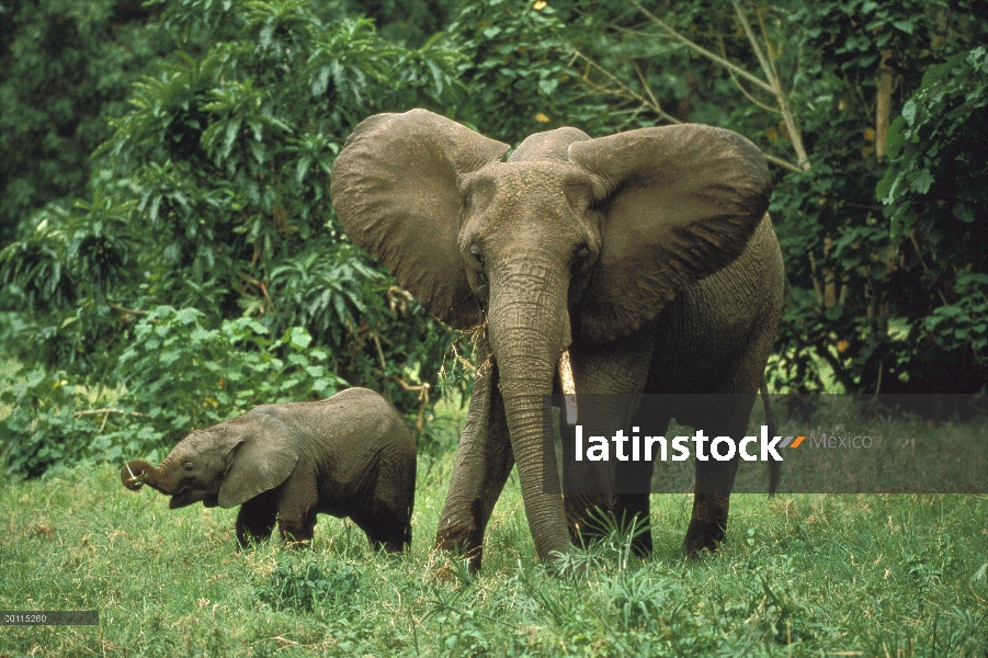 Elefante africano (Loxodonta africana) madre y el becerro, Parque Nacional del Serengeti, Tanzania