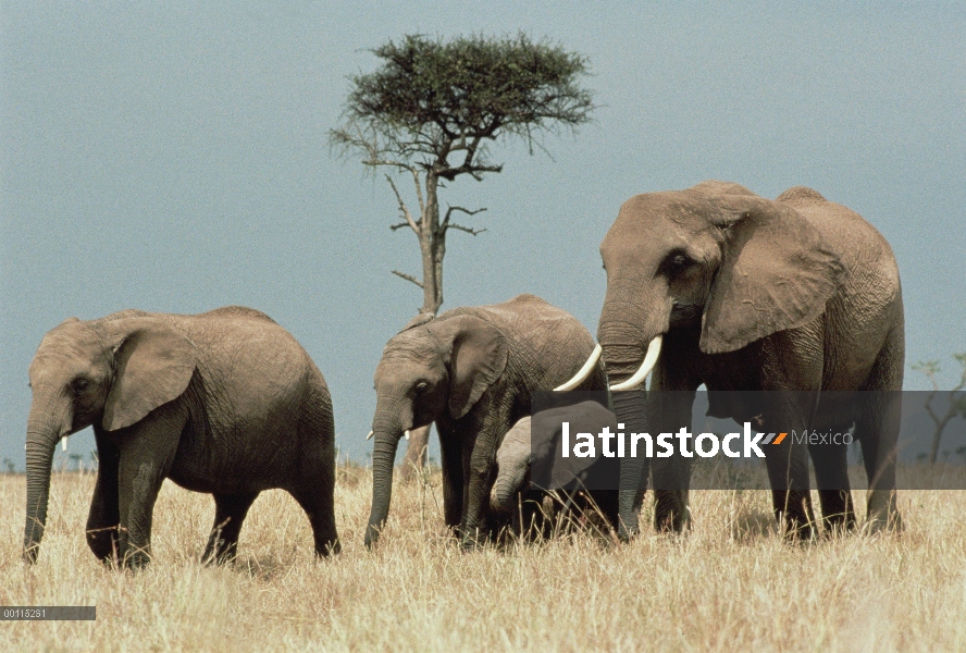 Grupo elefante africano (Loxodonta africana) con el ternero, Parque Nacional del Serengeti, Tanzania