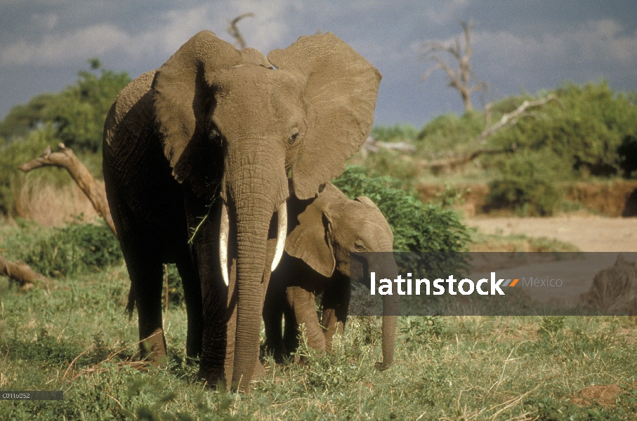 Elefante africano (Loxodonta africana) madre y el becerro, Parque Nacional del Serengeti, Tanzania