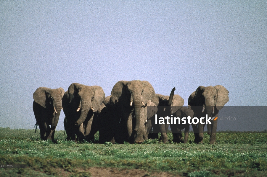 Manada de elefantes africanos (Loxodonta africana) en Parque Nacional del Serengeti, Tanzania