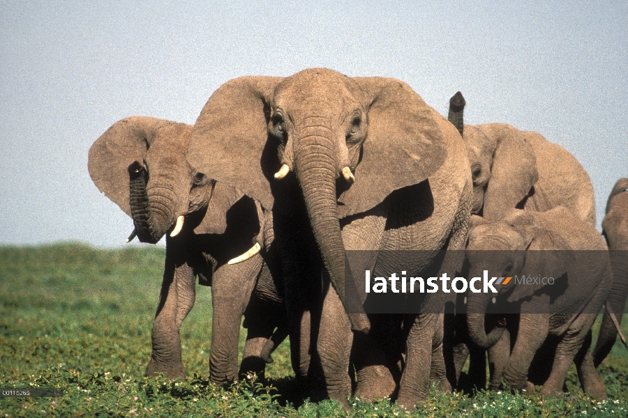 Manada de elefantes africanos (Loxodonta africana), Parque Nacional del Serengeti, Tanzania