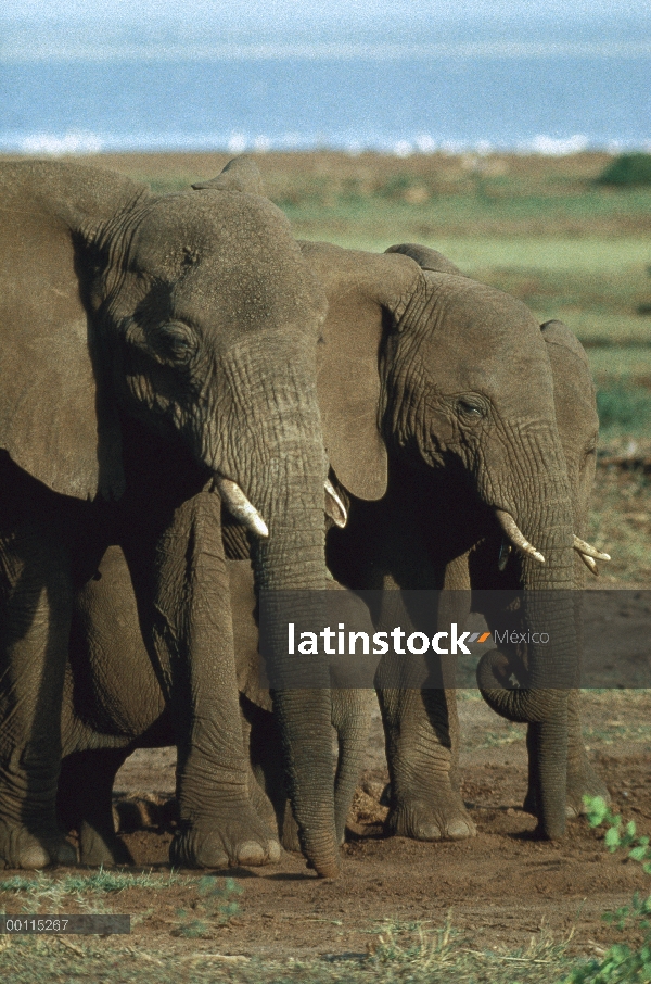 Hembras de elefante africano (Loxodonta africana) protección del becerro, Parque Nacional del Sereng