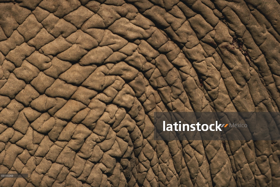 Piel de elefante africano (Loxodonta africana) cerca para arriba, Parque Nacional del Serengeti, Tan