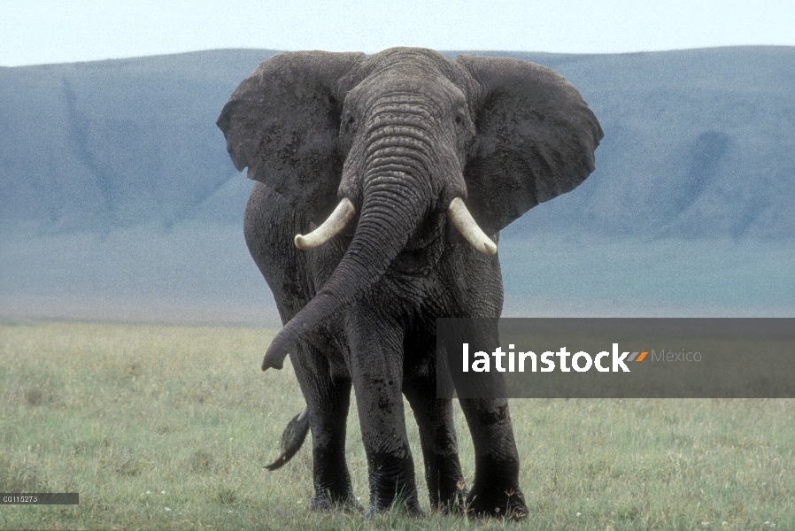 Retrato hombre de elefante africano (Loxodonta africana), cráter del Ngorongoro, Tanzania