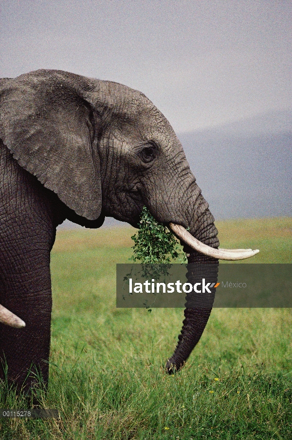 Hombre elefante africano (Loxodonta africana) alimentación, cráter del Ngorongoro, Tanzania