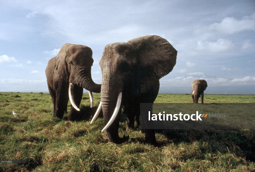 Trío de elefante africano (Loxodonta africana) en sabana con Monte Kilimanjaro al fondo, Parque Naci