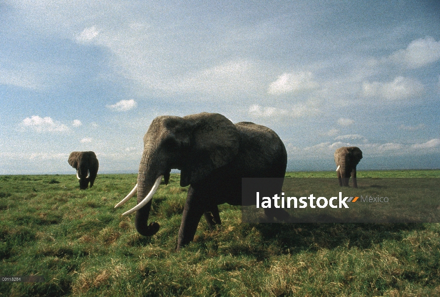 Trío de elefante africano (Loxodonta africana) en sabana con Monte Kilimanjaro al fondo, Parque Naci