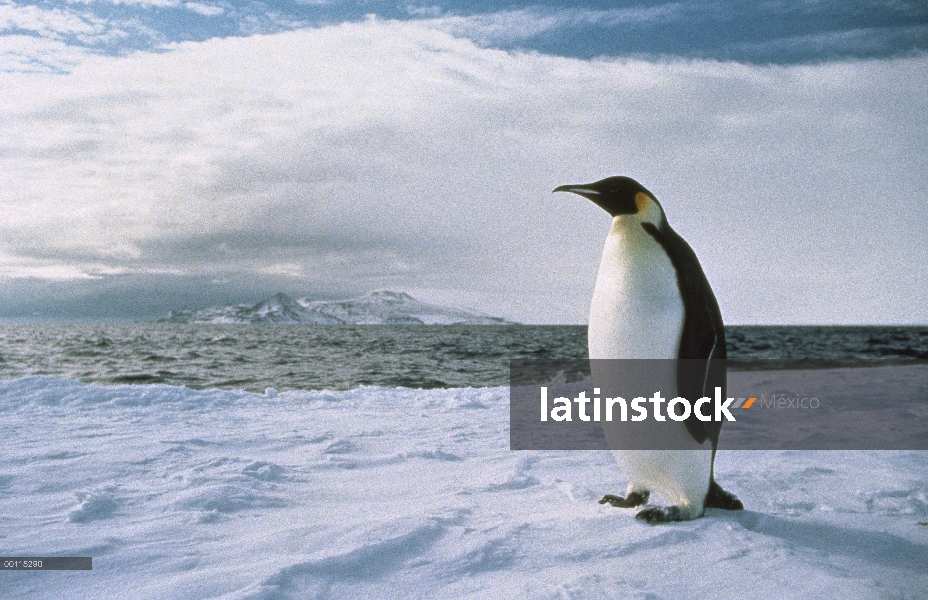 Pingüino rey (Aptenodytes patagonicus) en el borde de la plataforma de hielo de Antártida