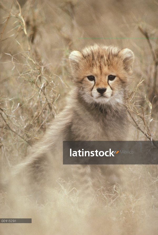 Retrato de cachorro de guepardo (Acinonyx jubatus), Serengeti, Tanzania