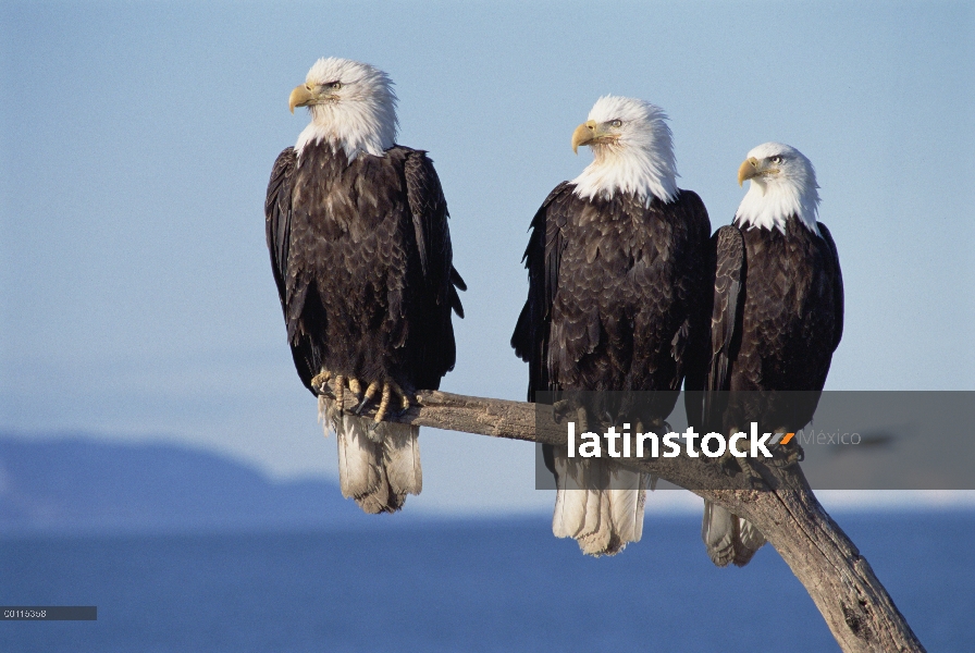 Águila calva (Haliaeetus leucocephalus) trío sentado en snag, Alaska