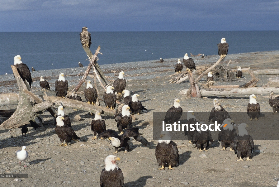 Grupo águila calva (Haliaeetus leucocephalus), Alaska