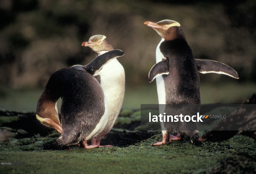 Ojos amarillos trío de pingüino (Megadyptes antipodes), Antártida