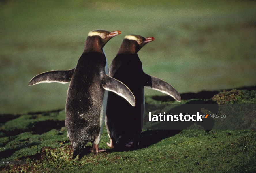 Pareja de pingüinos (Megadyptes antipodes) ojos amarillos cortejar, Antártida