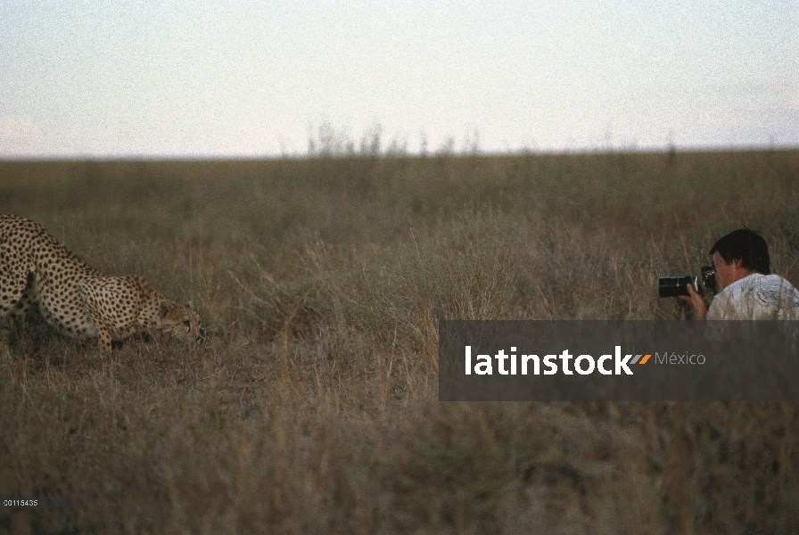 Guepardo (Acinonyx jubatus), fotografiada por Mitsuaki Iwago, Serengeti, Tanzania