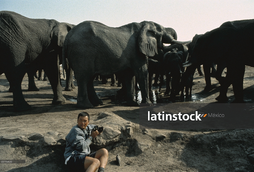 Grupo elefante africano (Loxodonta africana) fotografiada por Mitsuaki Iwago, Parque Nacional del Se