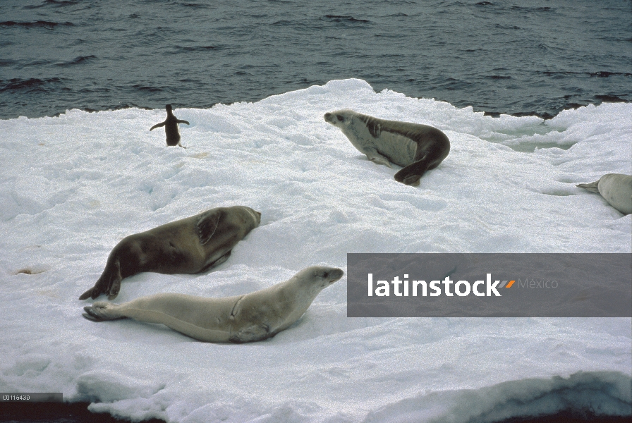 Trío de sello de cangrejeras (Lobodon carcinophagus) descansando en flotador del hielo, Antártida