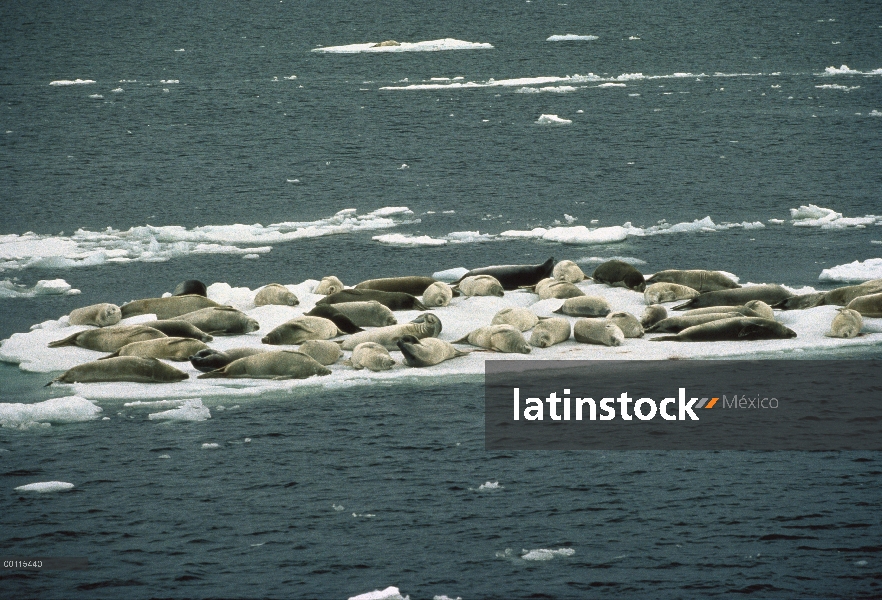 Grupo sello de cangrejeras (Lobodon carcinophagus) descansando sobre la nieve, Antártida