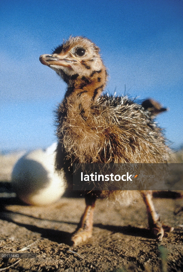 Polluelo de avestruz (Struthio camelus) con huevos eclosionados, Parque Nacional del Serengeti, Tanz