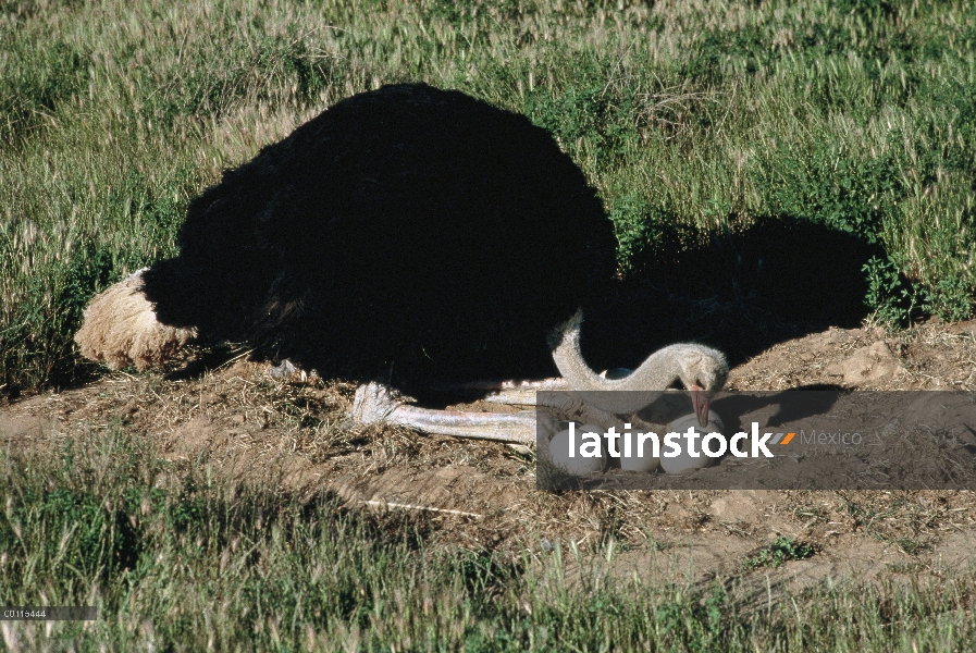 Macho de avestruz (Struthio camelus) cuidando huevos en el nido, Parque Nacional del Serengeti, Tanz