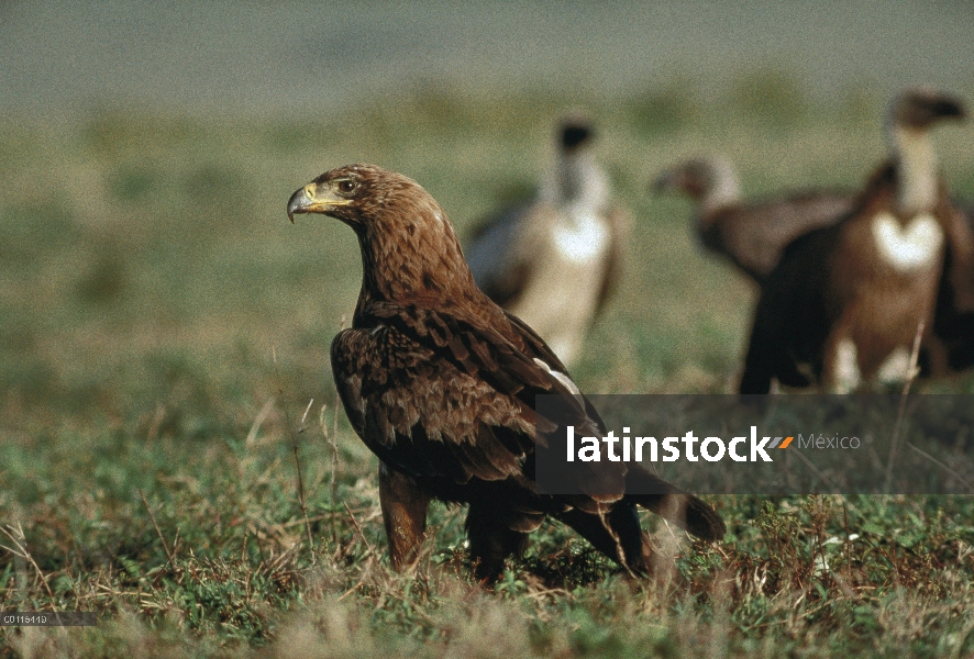 Retrato de águila (Aquila rapax) leonado, Kenia