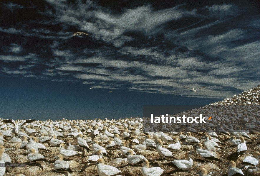 Colonia de anidación Alcatraz del cabo (capensis de Morus) en un acantilado Bay, Sudáfrica de Lamber