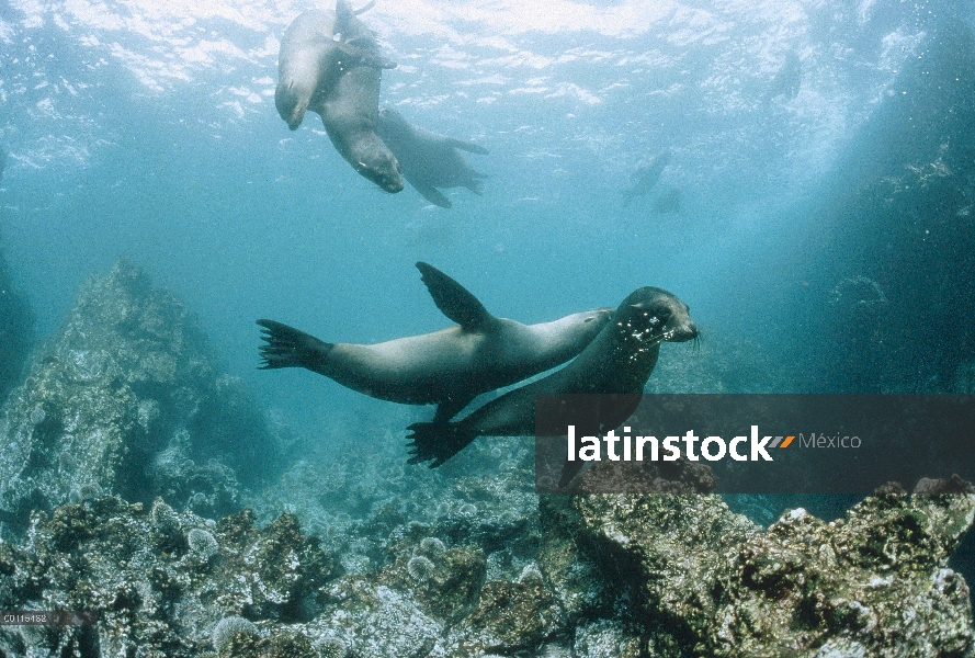 León marino de Galápagos (Zalophus wollebaeki) grupo jugando bajo el agua, las Islas Galápagos, Ecua